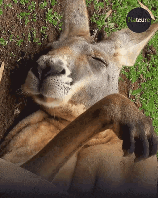 Kangaroo Sleep GIF - Kangaroo Sleep Sleepy GIFs