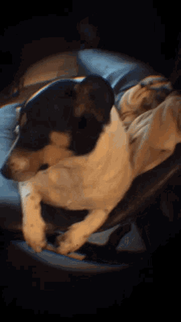 Dog Puppy GIF - Dog Puppy Snapchat GIFs