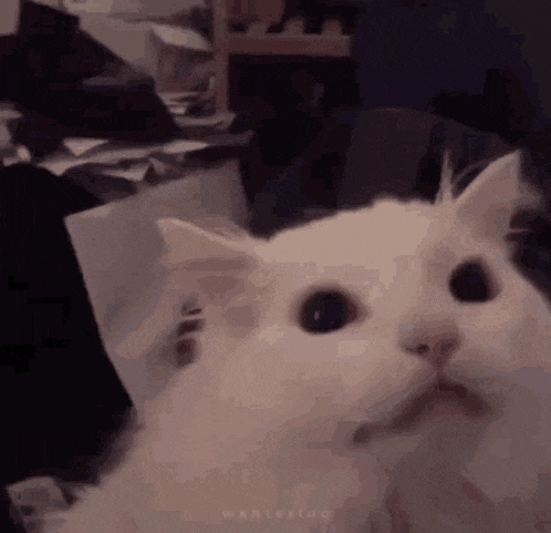 a white cat with a surprised look on its face is sitting on a table .