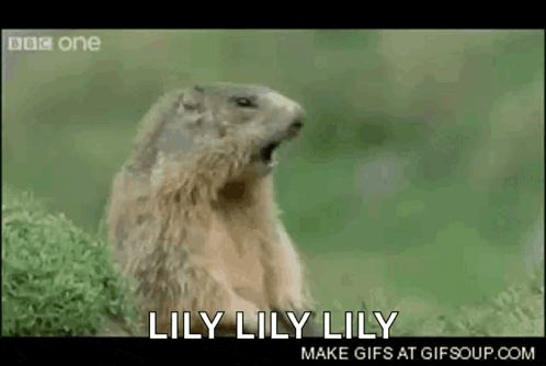 a ground squirrel says lily lily lily on a screen