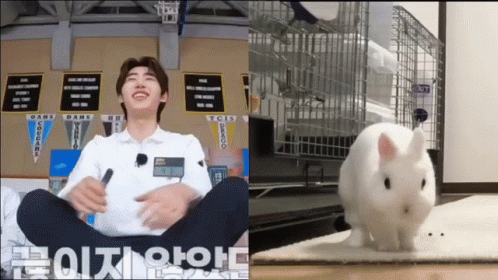 Hoon Coniglietto Sunghoon Coniglietto GIF - Hoon Coniglietto Sunghoon Coniglietto Enhypen GIFs