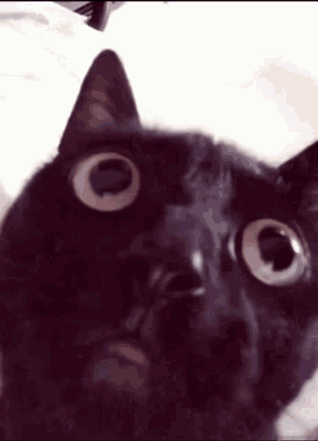 Cat Stressed GIF - Cat Stressed Stop GIFs