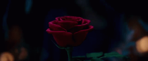 Roses Flower GIF - Roses Flower Beauty And The Beast GIFs