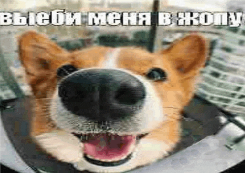 a close up of a dog 's face with its mouth open and a caption in russian .