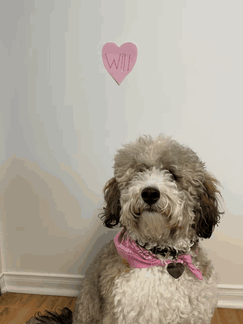 a dog sitting in front of a wall with a pink heart that says will