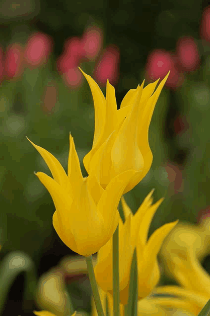 a close up of a yellow flower with a pink flower in the background