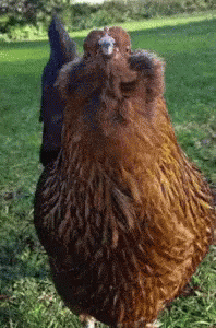 Chickens GIF - Chicken Hen Anrgry GIFs