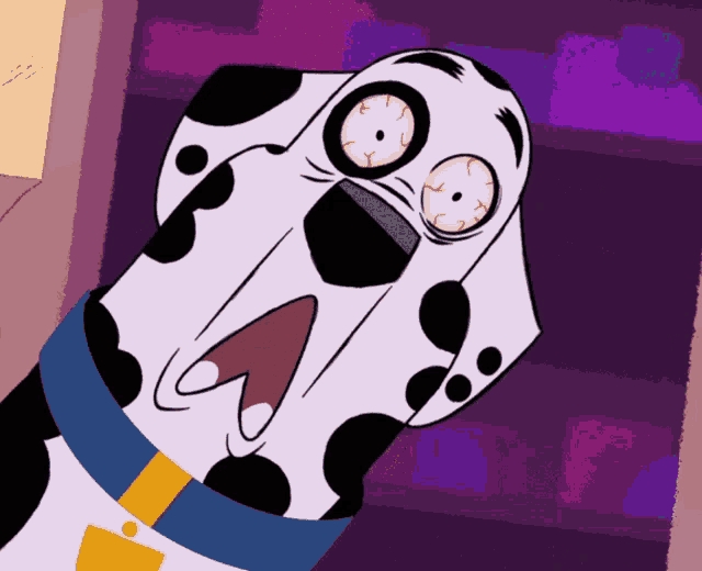 a dalmatian dog with a yellow and blue collar making a surprised face