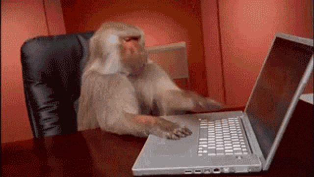 a monkey sits at a desk in front of a laptop computer