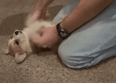 Corgi Puppy GIF - Corgi Puppy Paws GIFs