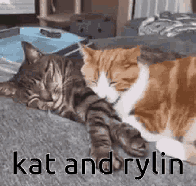 Kat Rylin GIF - Kat Rylin Kat And Rylin GIFs