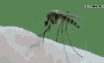 a mosquito is crawling on a person 's arm and the word mosquito is visible