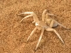 Nope Spider GIF - Nope Spider Rollout GIFs