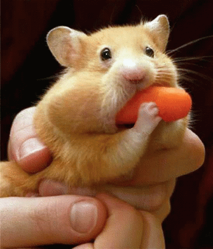 Hamster Eating GIF - Hamster Eating Funny GIFs