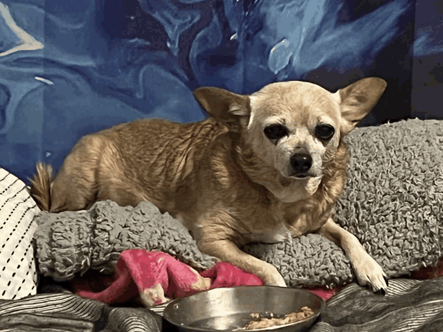 a small dog is laying on a bed with a bowl of food