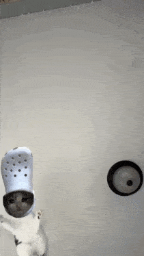 a cat wearing a white croc with holes in it 's head