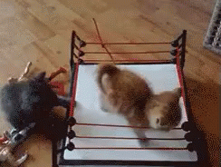 Pussyweight Champions GIF - Cats Kitten Wrestling GIFs