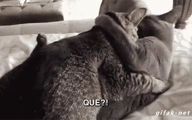 Que? GIF - What Cat Makingout GIFs