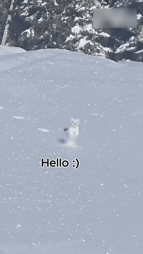 a white cat walking in the snow with the words hello written below it