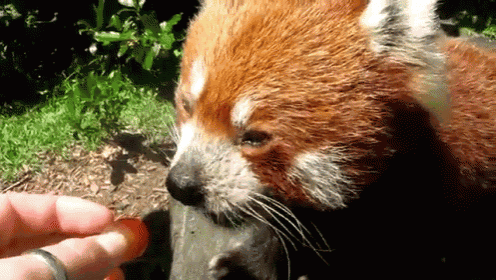 a close up of a red panda eating a strawberry
