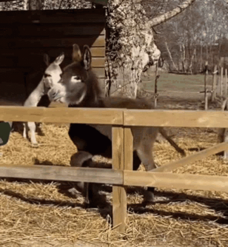 Donkey Fence GIF - Donkey Fence GIFs