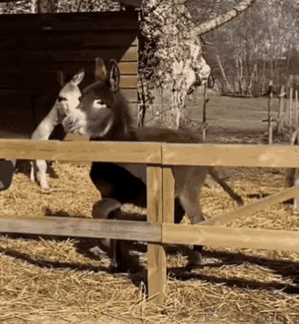 a donkey standing behind a wooden fence in a stable