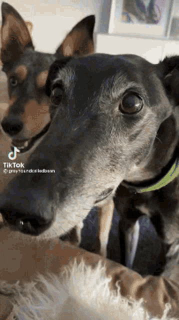 two dogs are sitting next to each other on a bed looking at the camera .