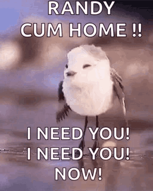 a bird is sitting on a branch with the words `` randy cum home ! '' i need you !