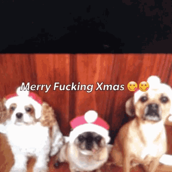 three dogs wearing santa hats with merry fucking xmas written on the bottom