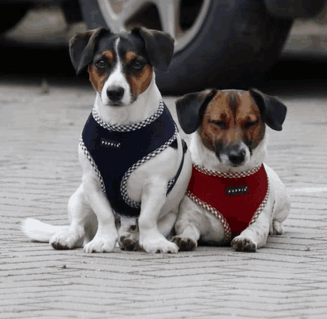 two small dogs wearing harnesses one of which has the word puppy on it