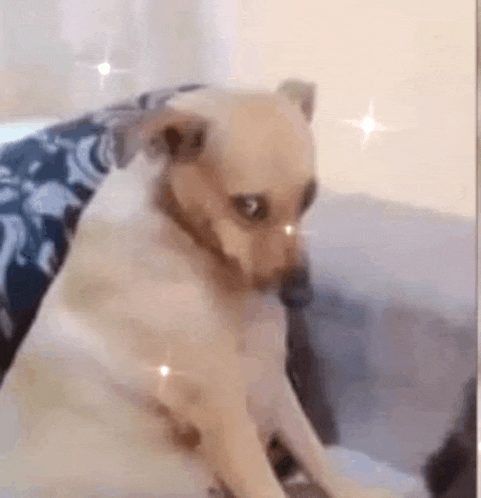a small dog is sitting on a couch and looking at the camera with a surprised look on its face .