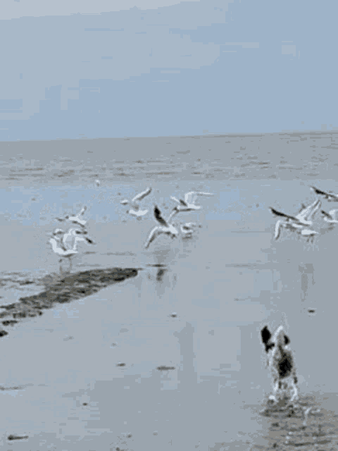 a dog is running in the water while seagulls are flying overhead .