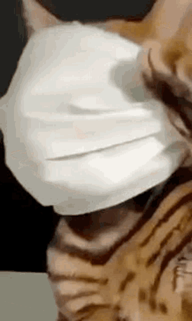 Bengalfacemask Catfacemask GIF - Bengalfacemask Catfacemask GIFs