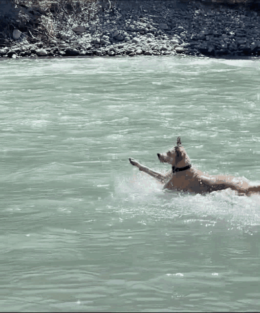 a dog is swimming in a river with a stick