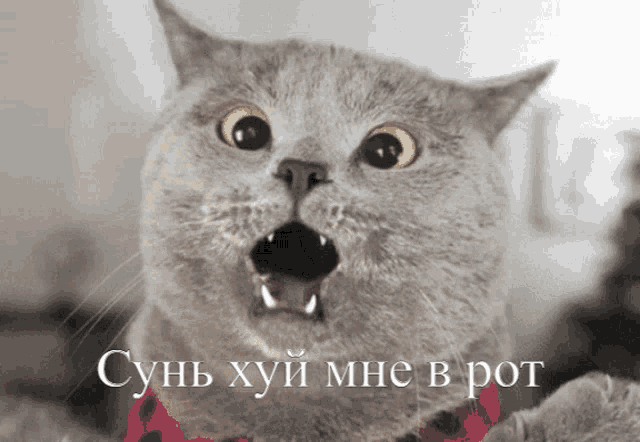 a cat with a surprised look on its face and a foreign language written on the bottom