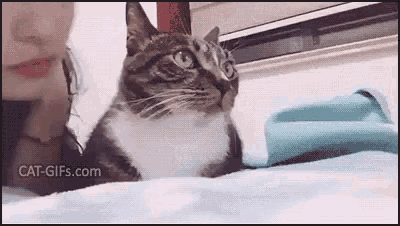 a cat is sitting on a bed next to a woman and looking at the camera .