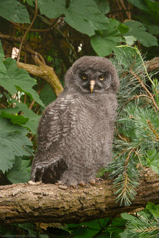 a baby owl sitting on a tree branch