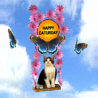 a cat is surrounded by pink flowers and butterflies and a happy saturday sign