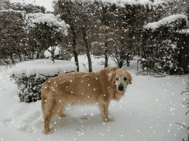 Dog Snowing GIF
