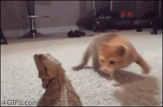Cat Play Time GIF - Cat Play Time Bearded Dragon GIFs