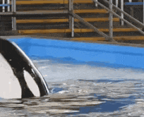 a large black and white whale is swimming in a blue pool