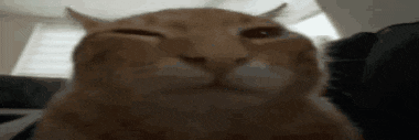 a close up of a cat with its eyes closed .