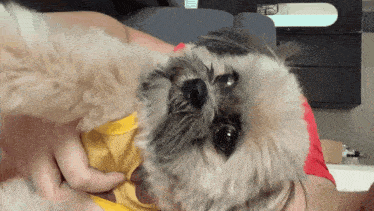 a person is holding a small dog in their arms