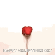 a heart made of rose petals with the words `` happy valentines day '' written below it .