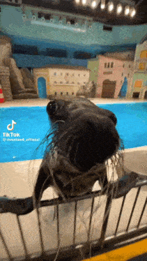 a seal is standing in front of a pool and looking over the fence .