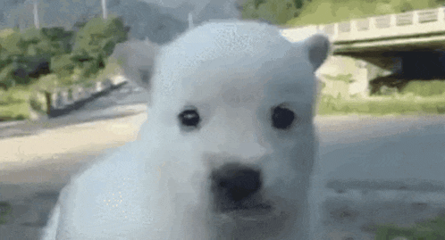 a close up of a polar bear puppy looking at the camera with a bridge in the background .