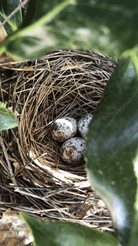 a bird nest with three eggs in it and a leaf in the background