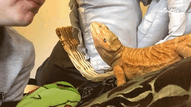 Tongue Out The Pet Collective GIF - Tongue Out The Pet Collective Iguana GIFs