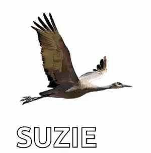 Crane Suzie GIF - Crane Suzie Flying GIFs