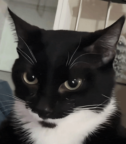 a close up of a black and white cat 's face looking at the camera